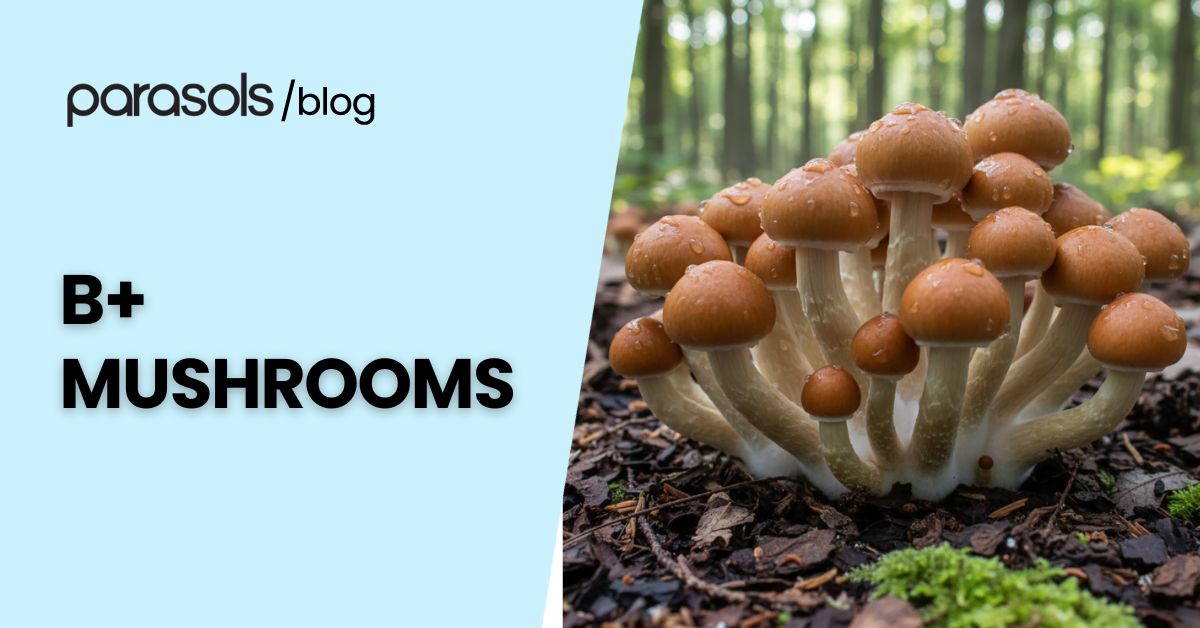 Cluster of B+ mushrooms with thick stems and golden-brown caps growing on forest soil, a popular psilocybe cubensis strain known for reliability and wide use