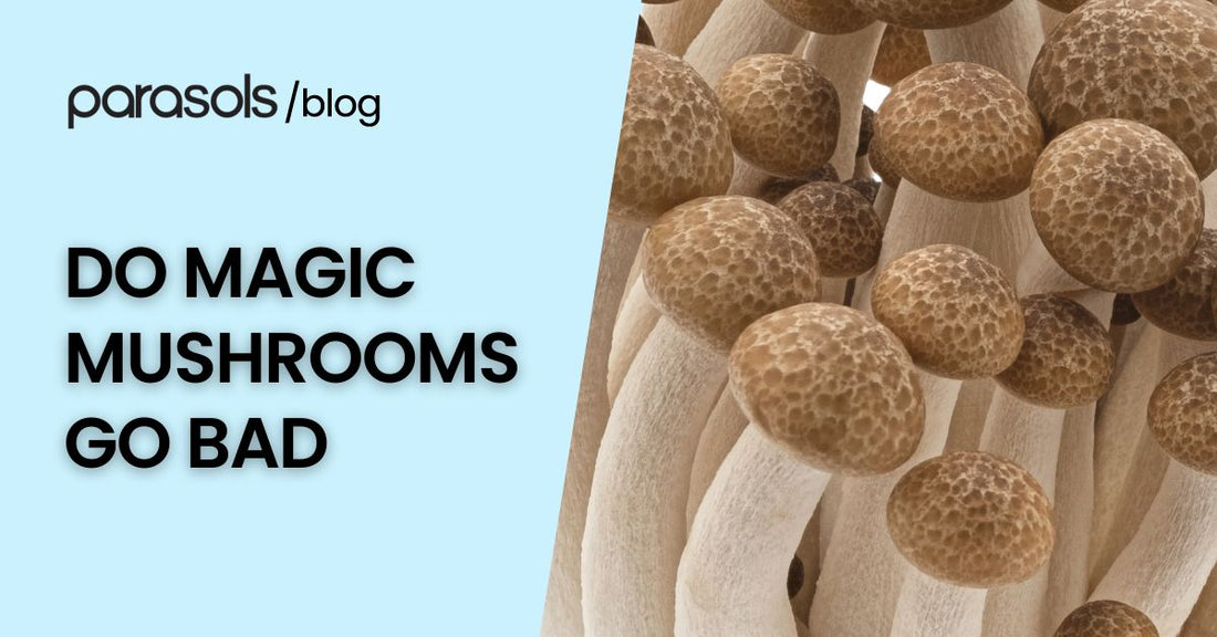 do magic mushrooms go bad featured image
