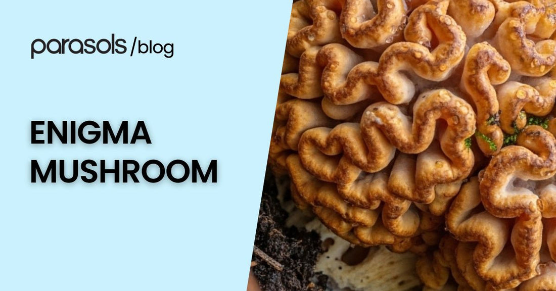 Enigma mushroom forming brain-like clusters with unique folds and textures, a rare Psilocybe cubensis mutation.