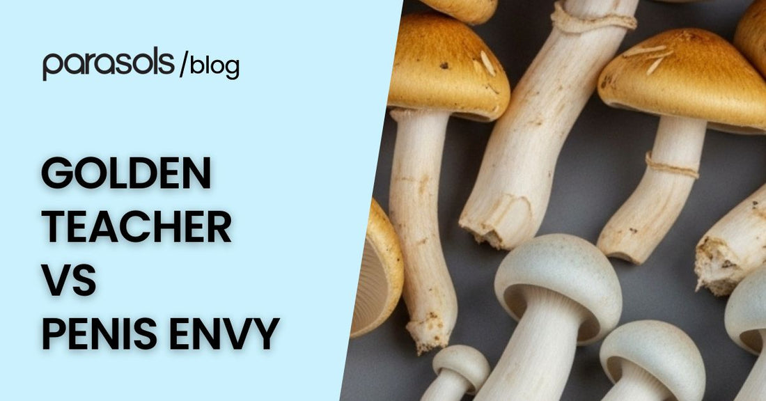 Golden Teacher vs Penis Envy mushrooms side by side, comparing golden caps with thick stems for an educational visual guide.