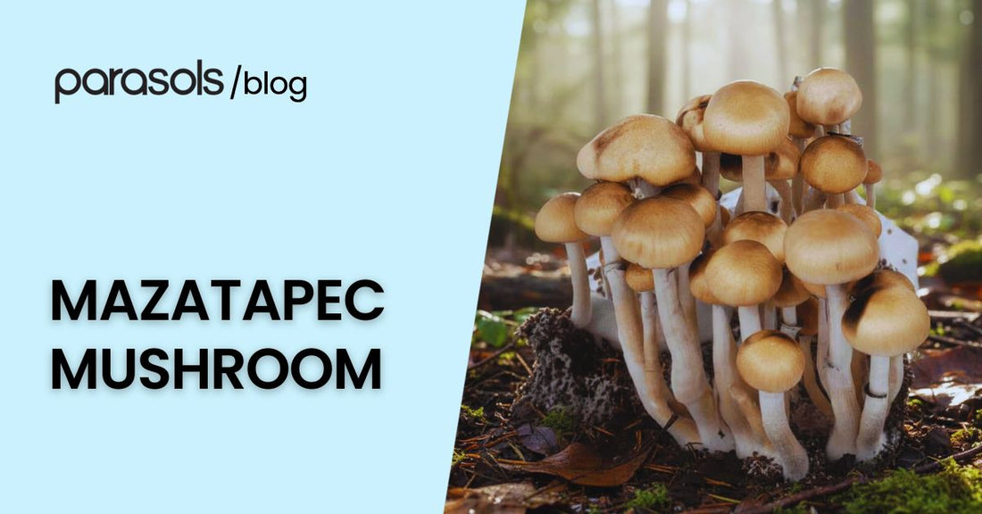 mazatapec mushroom featured image