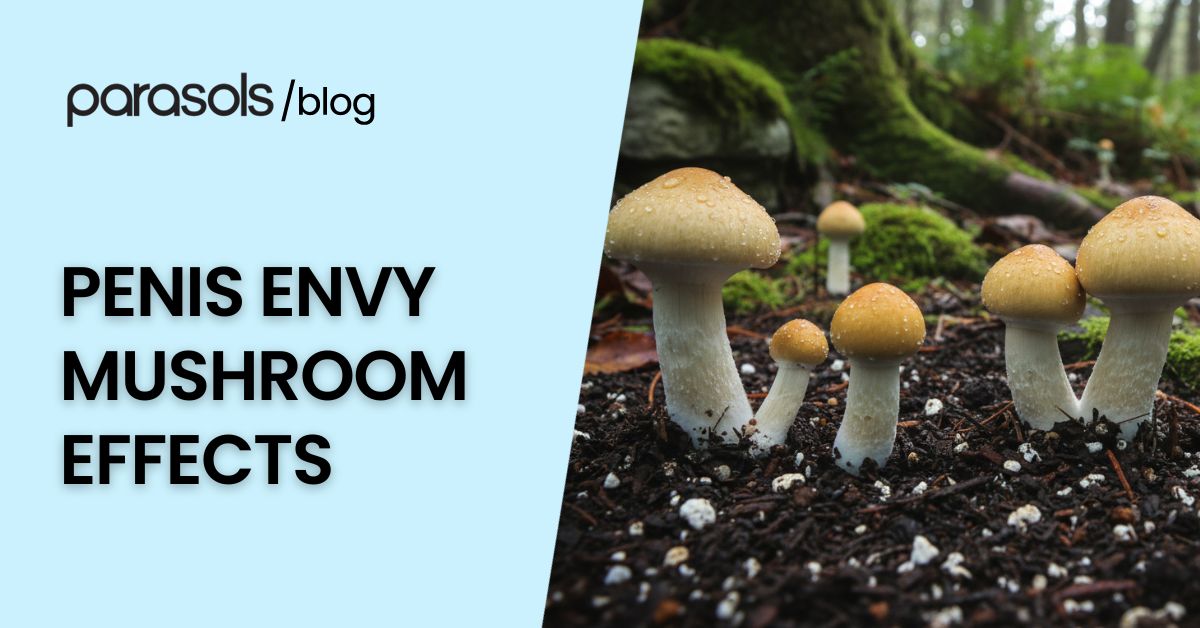 Penis Envy mushroom effects explained with close up of wild mushrooms growing in forest soil with dew on caps