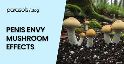 Penis Envy mushroom effects explained with close up of wild mushrooms growing in forest soil with dew on caps