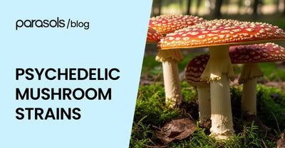 psychedelic mushroom strains featured image