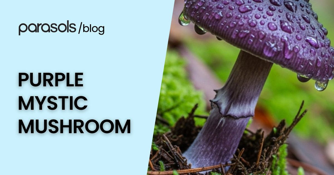 Purple Mystic Mushroom with purplish-black stem and cap growing on forest floor, showcasing its unique and mystical appearance