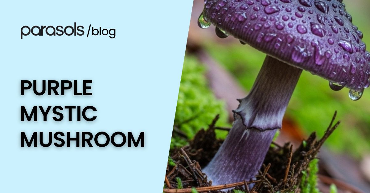 Purple Mystic Mushroom with purplish-black stem and cap growing on forest floor, showcasing its unique and mystical appearance