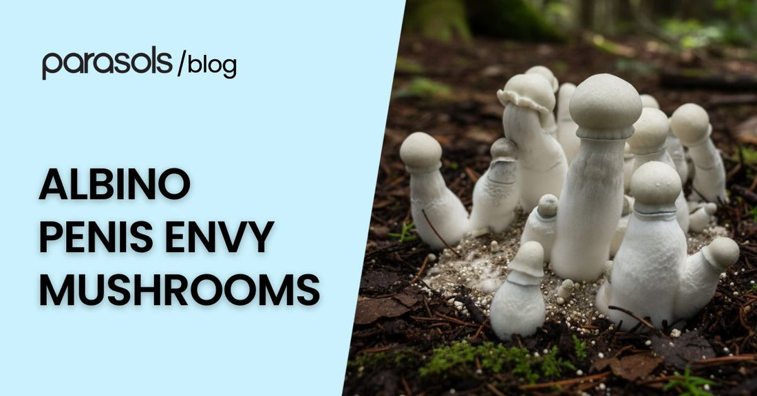 Albino Penis Envy mushrooms growing in forest soil with thick white stems and rounded caps