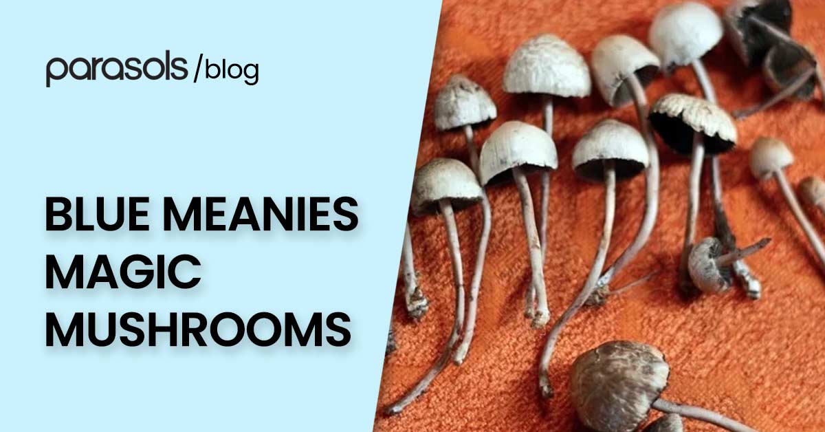 Blue Meanies: What Are These Shrooms and Are They Safe?