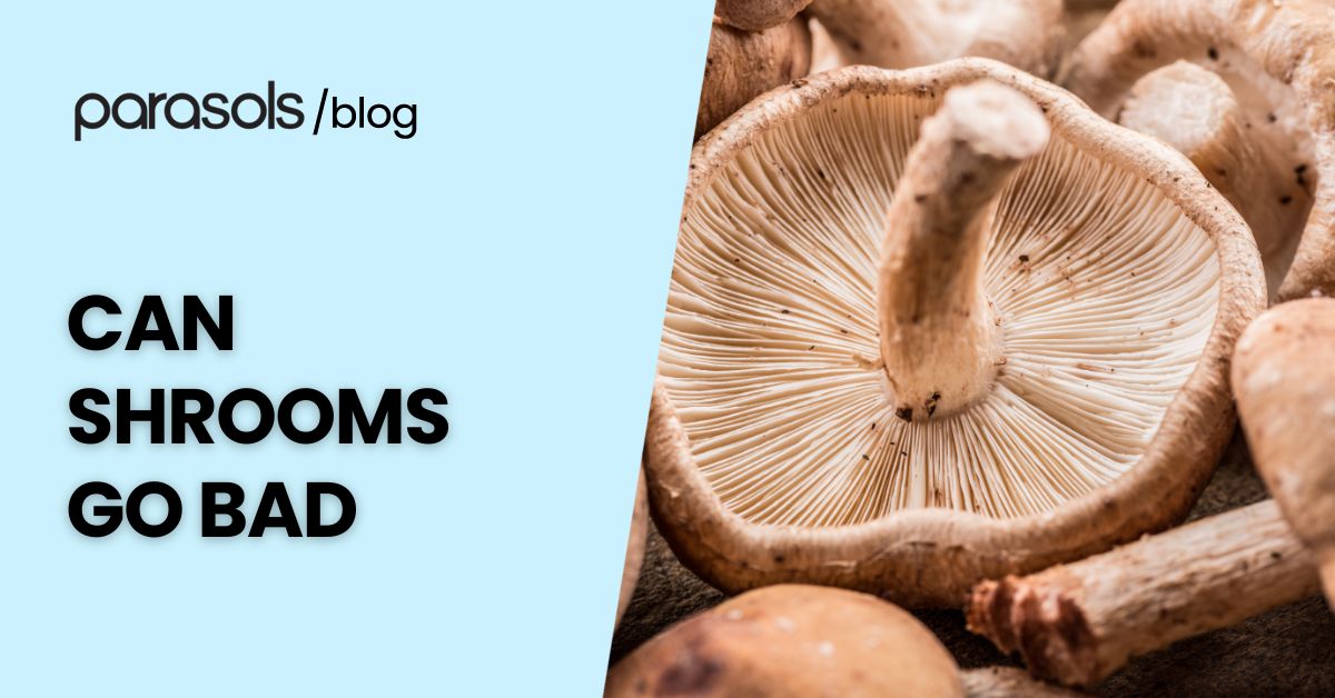 Can shrooms go bad? Fresh mushrooms shown close-up, highlighting their gills and texture, illustrating the importance of checking for spoilage signs.