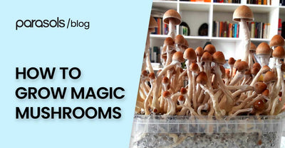 How to Grow Magic Mushrooms: 3 Key Points for Cultivation