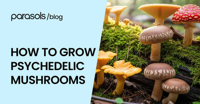 how to grow psychedelic mushrooms featured image