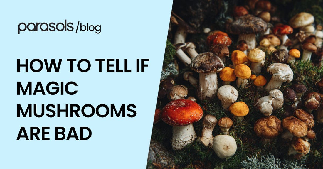 how to tell if magic mushrooms are bad featured image