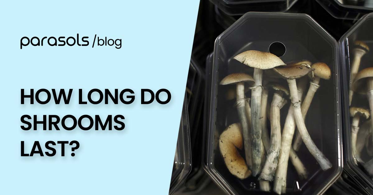 how long do shrooms last featured image