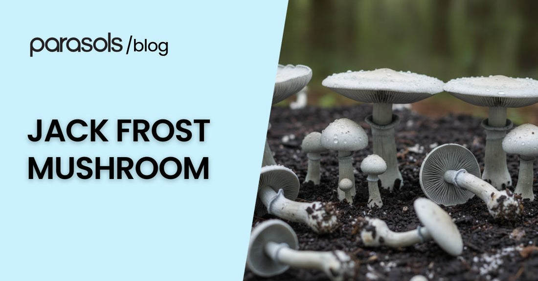 Jack Frost mushroom growing on forest floor with unique frosty white caps and gills covered in dew drops