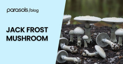 Jack Frost mushroom growing on forest floor with unique frosty white caps and gills covered in dew drops