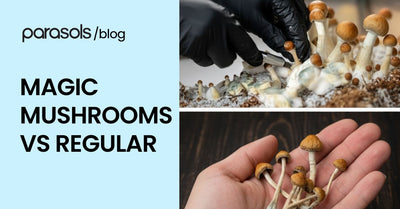 magic mushrooms vs regular featured image