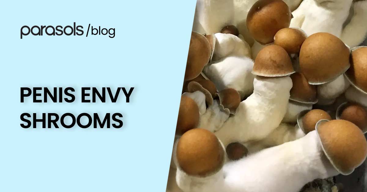 Penis Envy Mushroom: The Potent Psilocybin Mushroom Powerhouse That Demands Respect