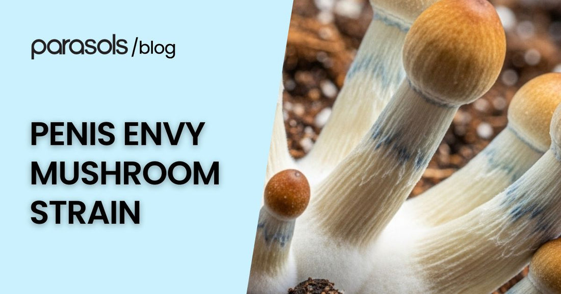 Close-up of the penis envy mushroom strain with thick stems and small caps, a psilocybe cubensis variety known for its potency and distinctive appearance.