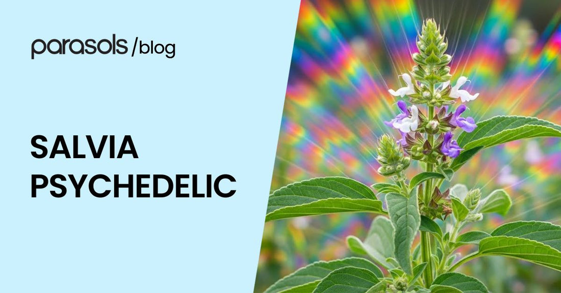 salvia psychedelic featured image