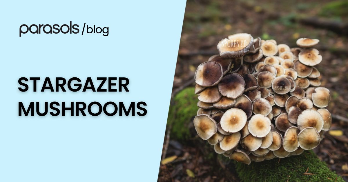 Cluster of stargazer mushrooms with brown caps and pale stems growing on moss in a natural forest environment.