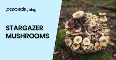 Cluster of stargazer mushrooms with brown caps and pale stems growing on moss in a natural forest environment.