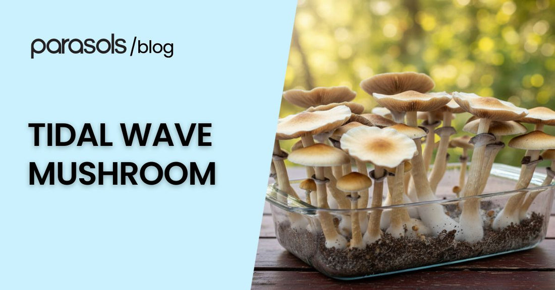 Fresh tidal wave mushroom cluster growing in a glass container with soil, showcasing its unique caps, hybrid qualities, and striking appearance