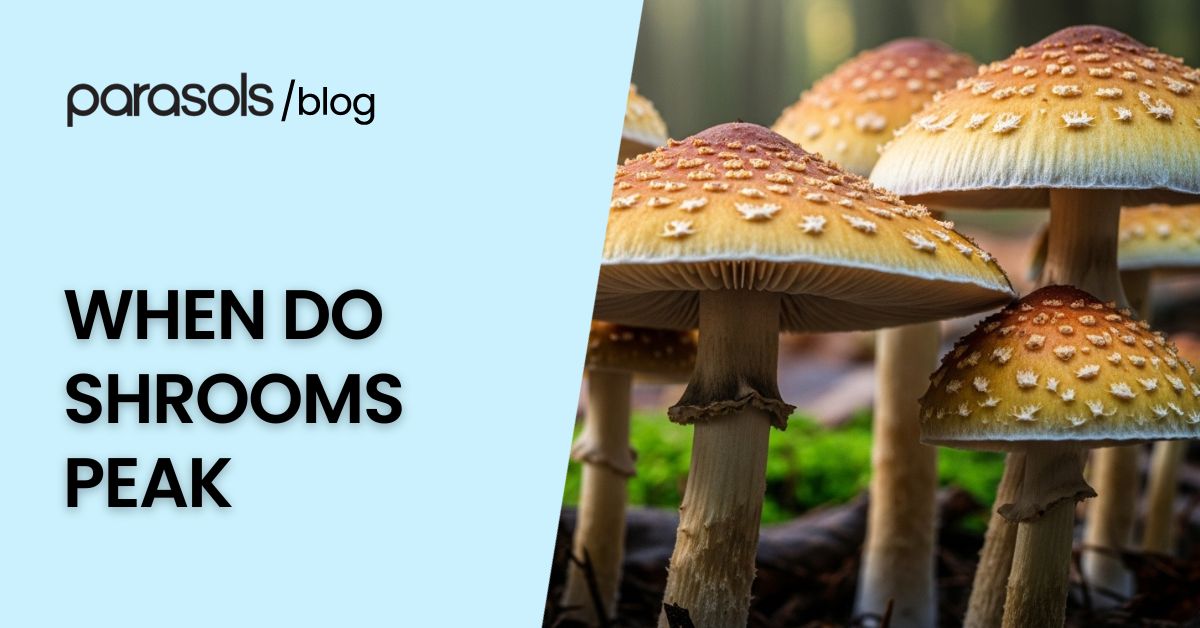 when do shrooms peak featured image